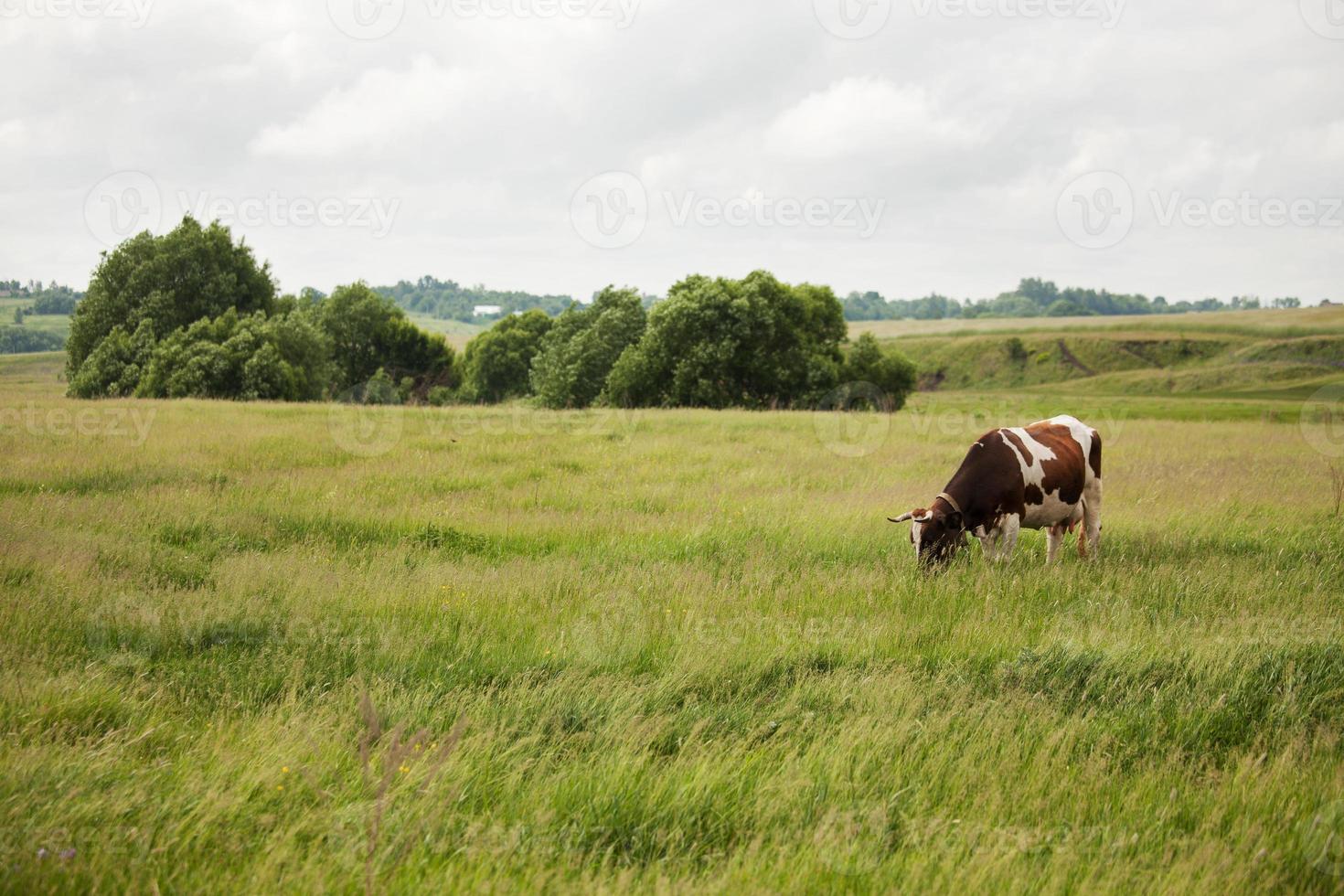 la mucca sta su un prato e mangia l'erba foto