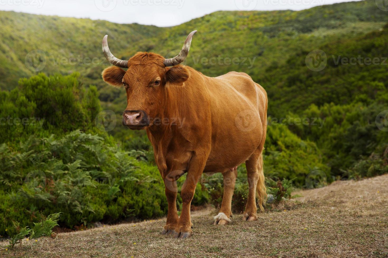 mucca rossa con le corna storte al pascolo foto