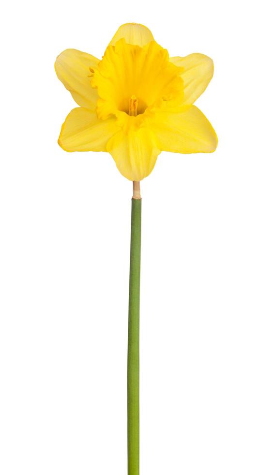 narciso a fiore giallo foto