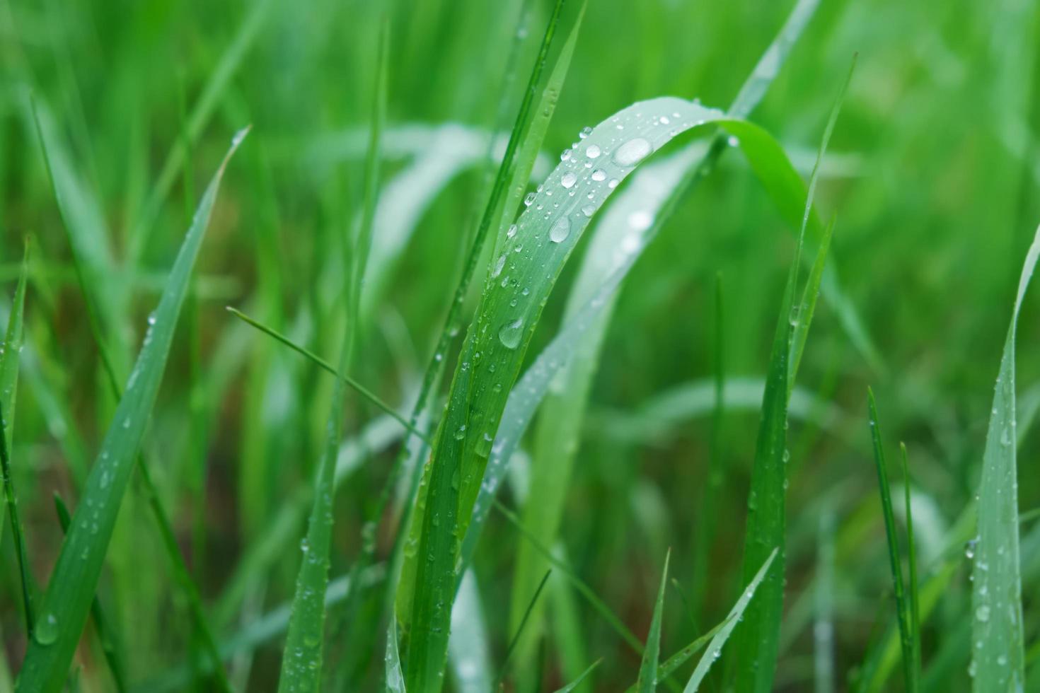 erba verde con gocce d'acqua sulla superficie foto