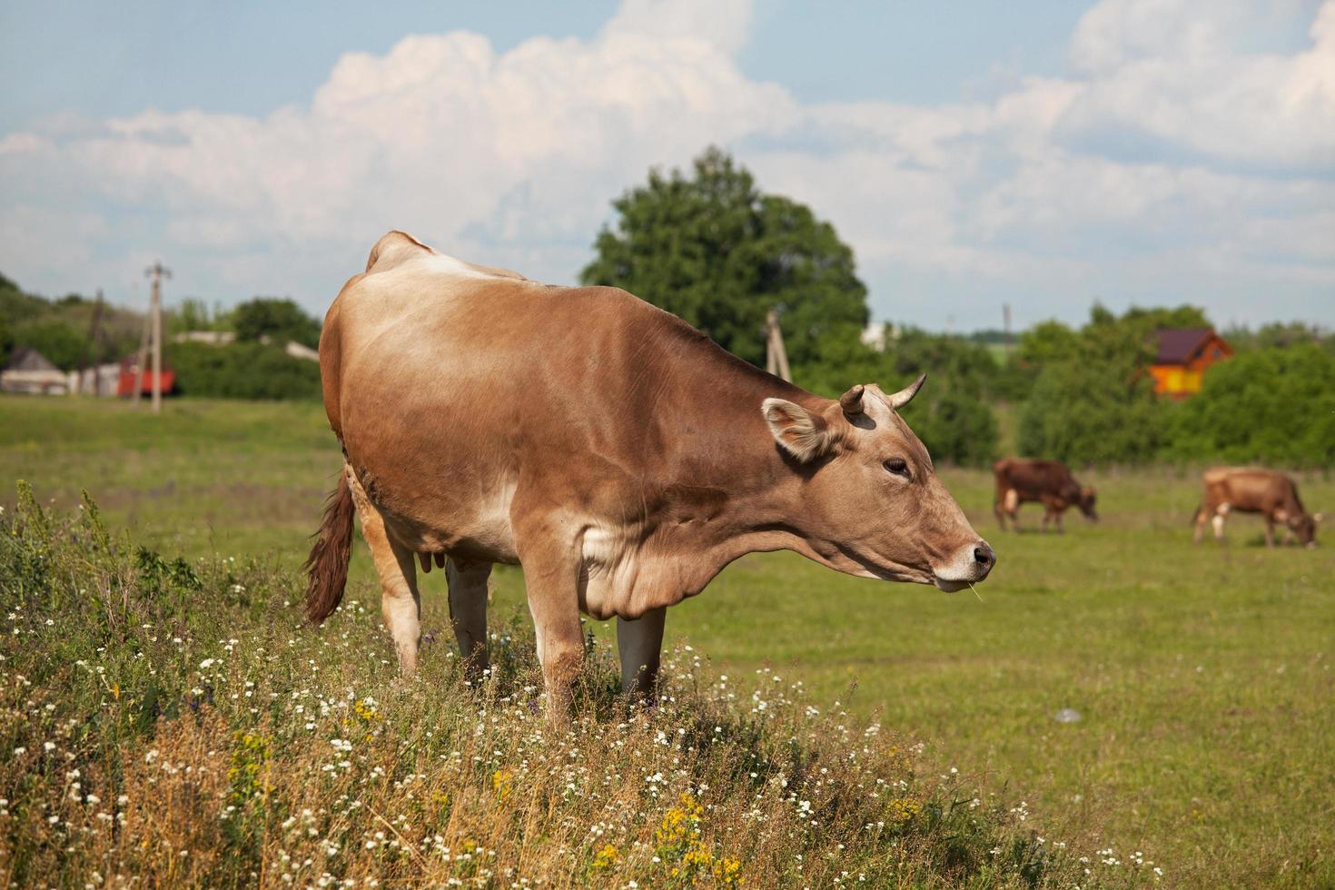 mucca cornuta che pascola tra i fiori di campo foto