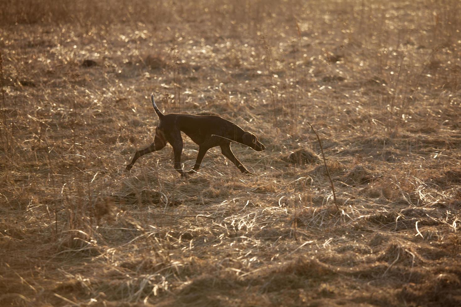 kurzhaar corre attraverso il campo foto