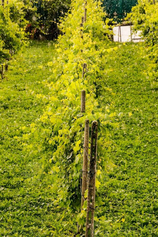 un' vigneto con verde viti e alberi foto