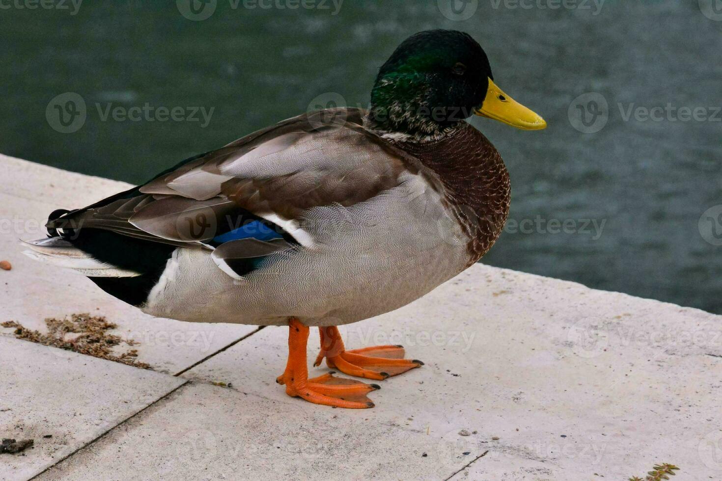 un' anatra in piedi su un' ripiano vicino acqua foto