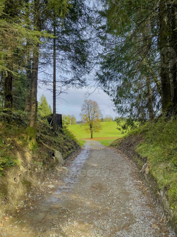 camminare attraverso il fohramoos europeo protezione la zona nel Voralberg, Austria foto