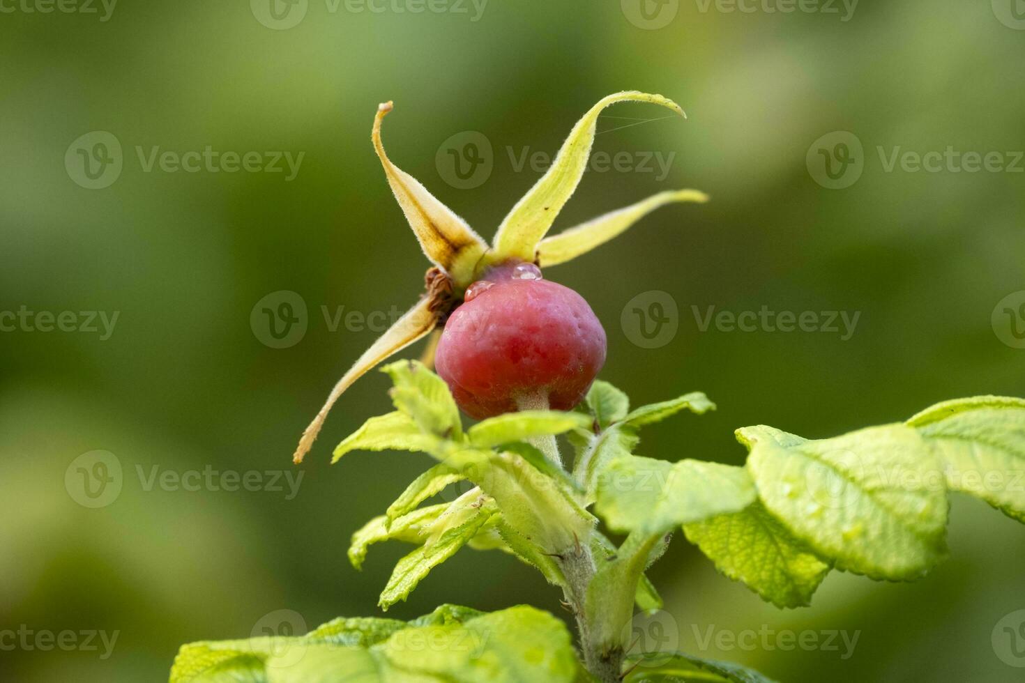 ohhh, rosa fianchi nel autunno foto