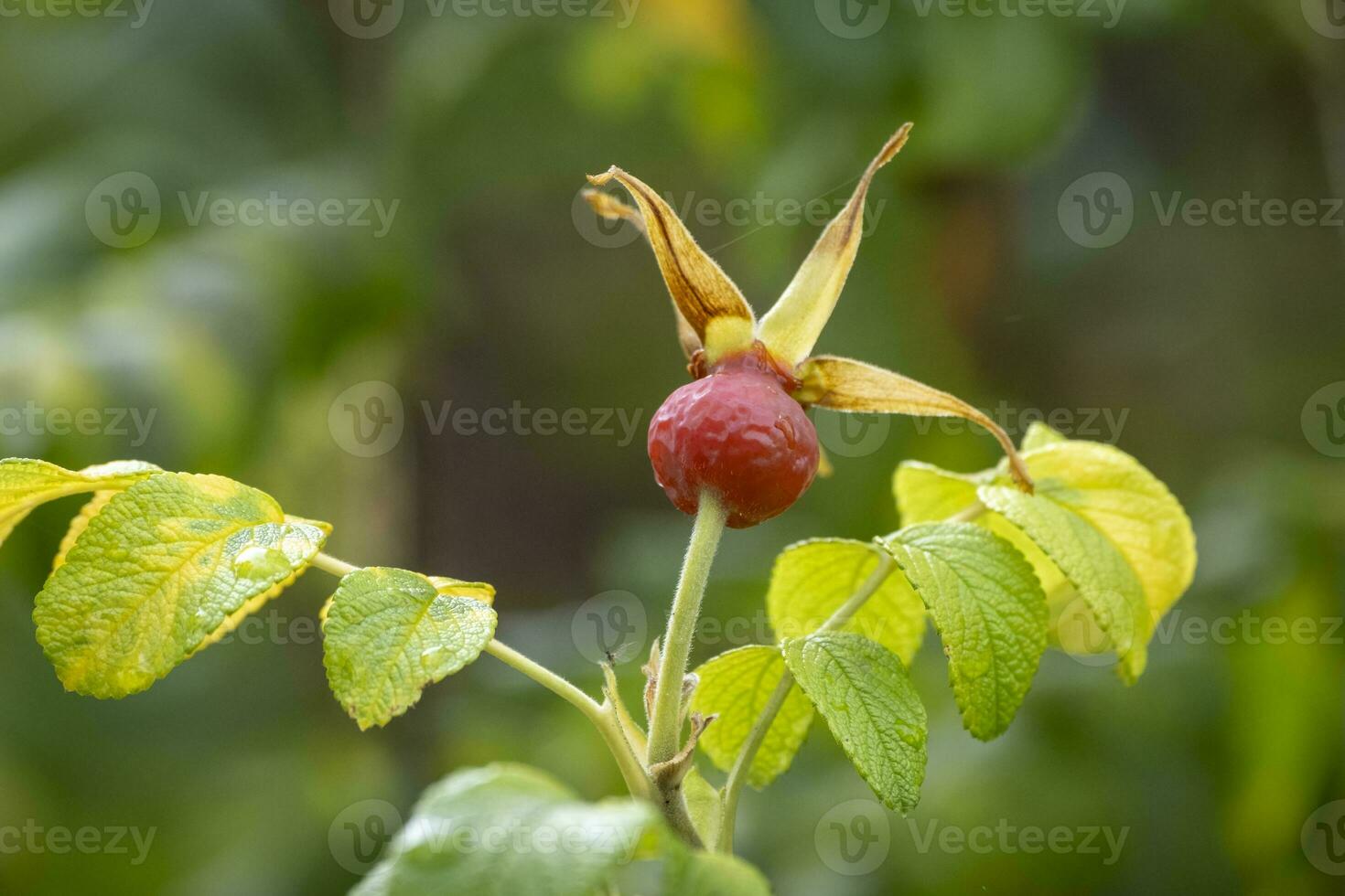 ohhh, rosa fianchi nel autunno foto