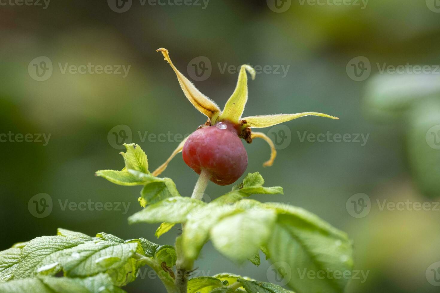 ohhh, rosa fianchi nel autunno foto