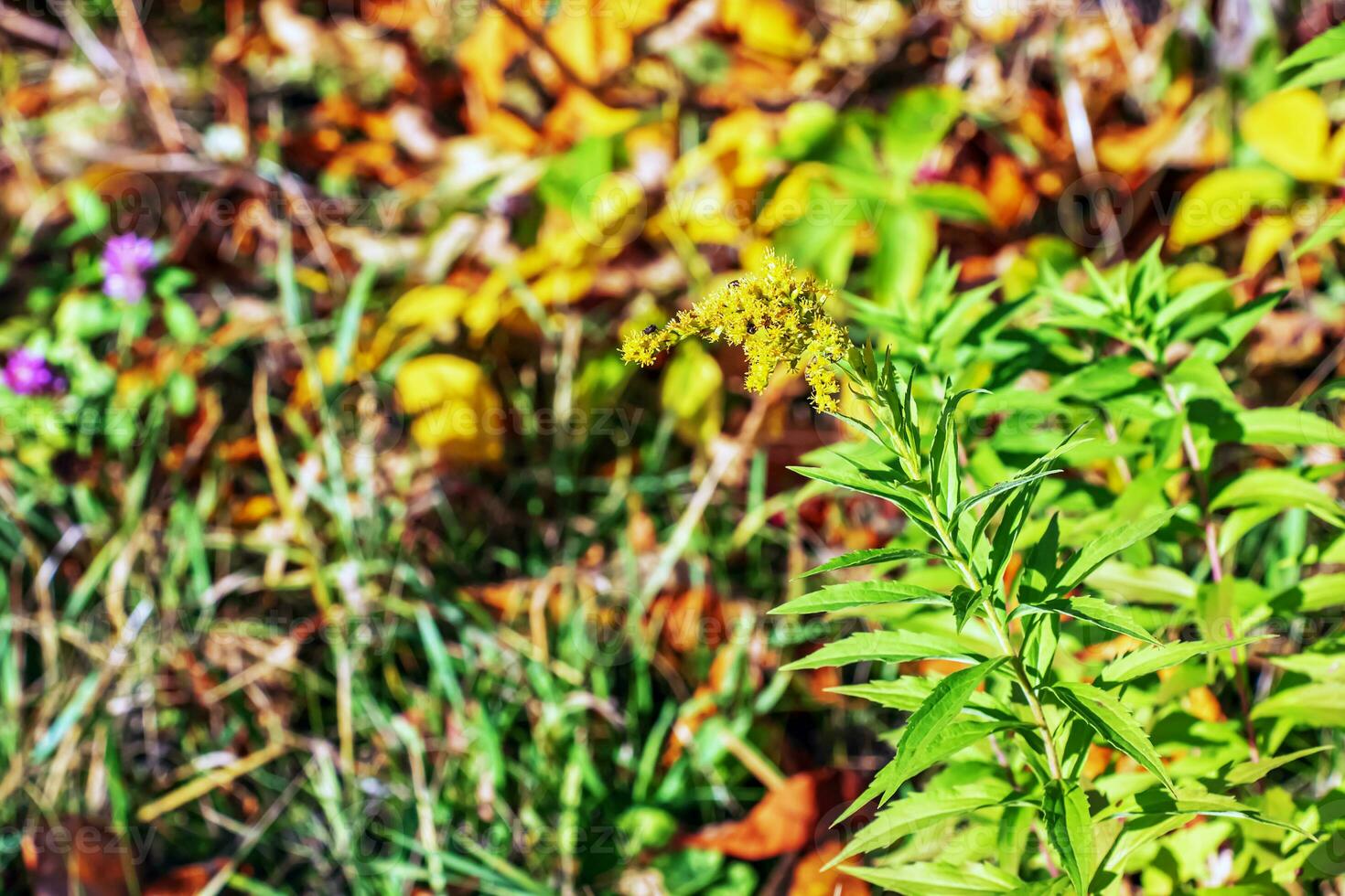 canadese verga d'oro o solidago canadensis. esso ha antispasmodico, diuretico e antinfiammatorio effetti. foto