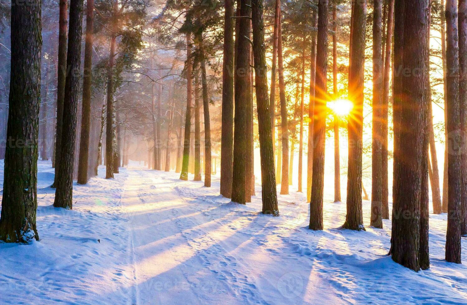 bellissimo inverno di stagione sfondo brina e neve su rami inverno paesaggio foto