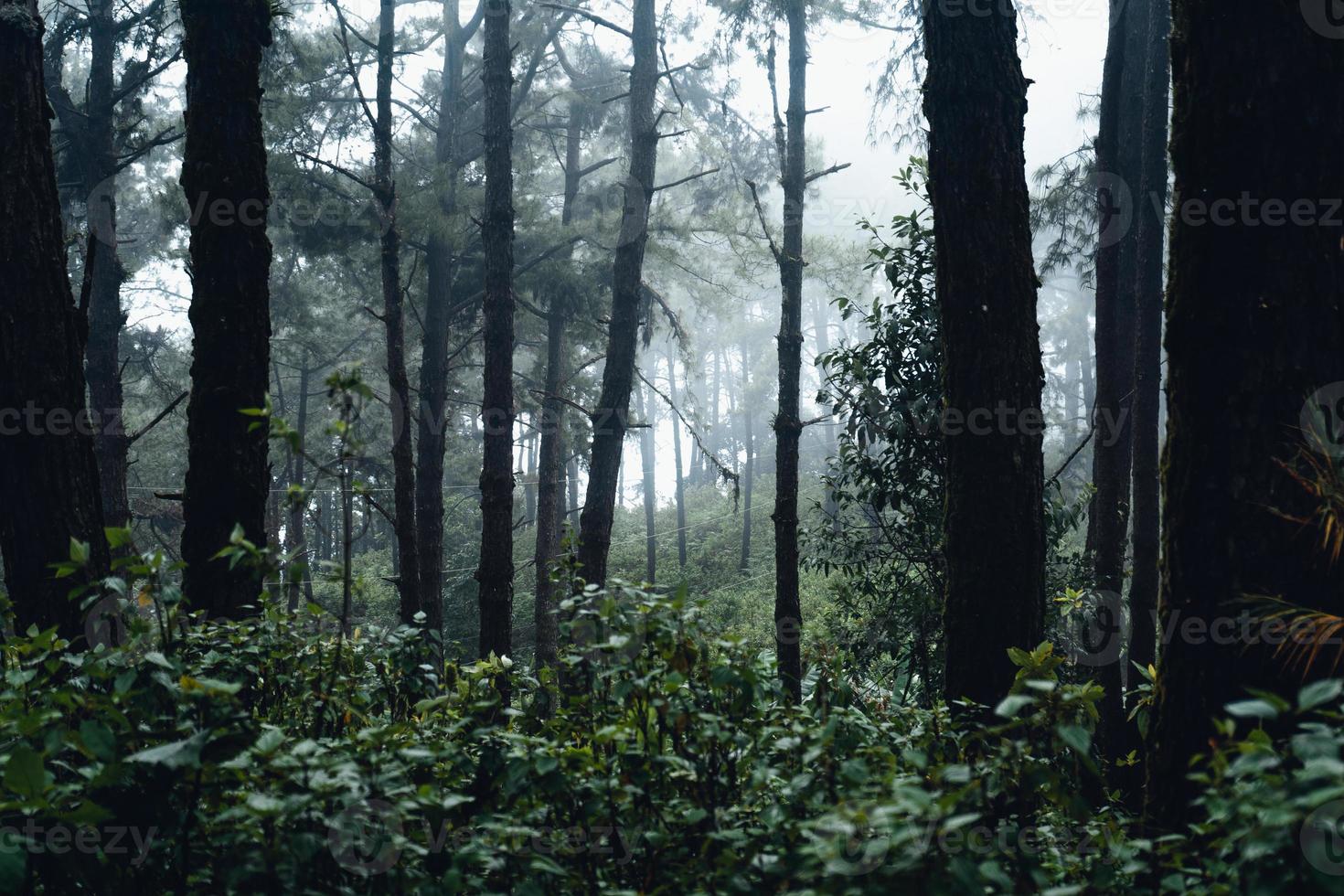 foresta oscura durante una nebbia, pino forestale in asia foto
