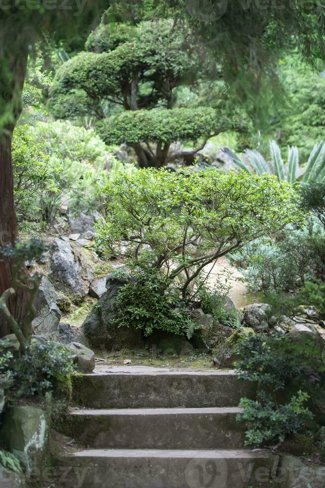 calcestruzzo passaggi principale per il giapponese giardino. foto