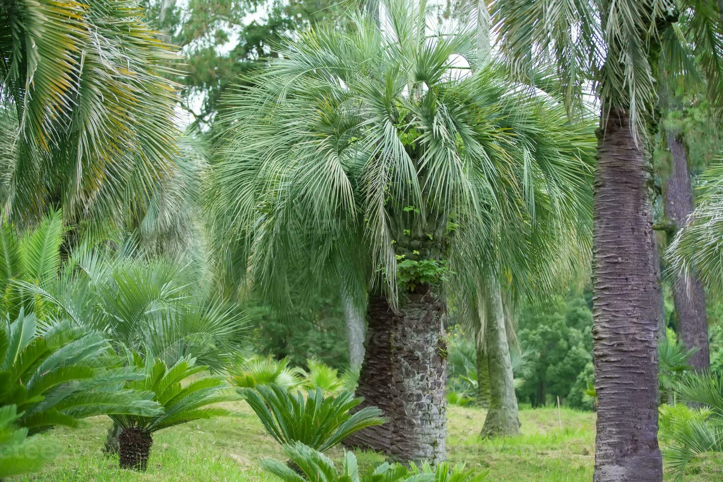 tropicale palma.giungla esotico pianta sfondo. foto