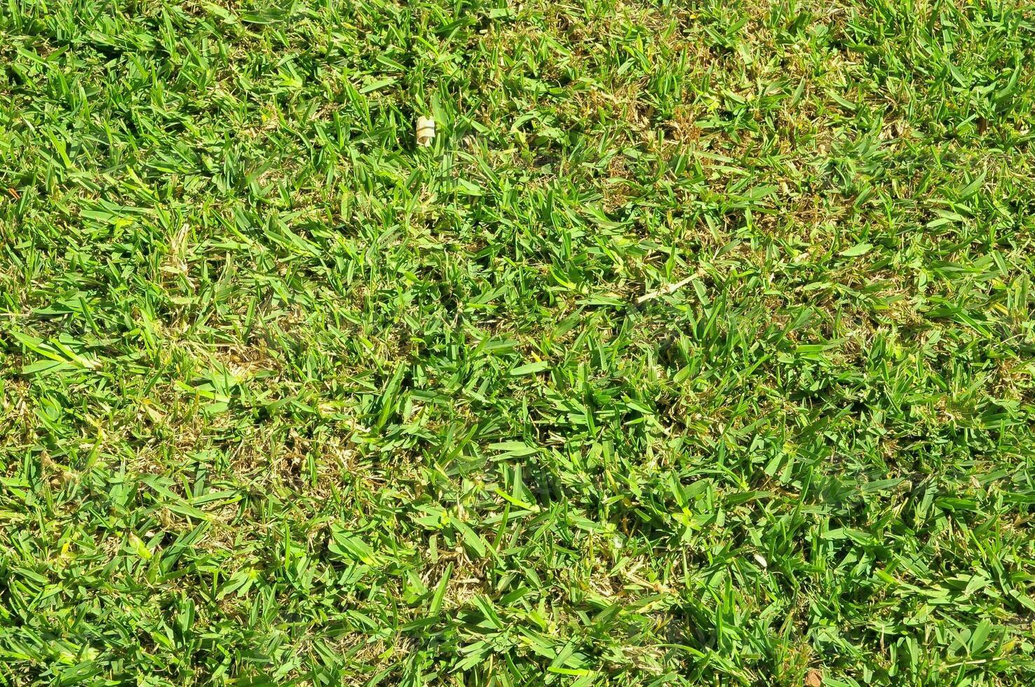 un' vicino su Visualizza di un' verde erba campo foto