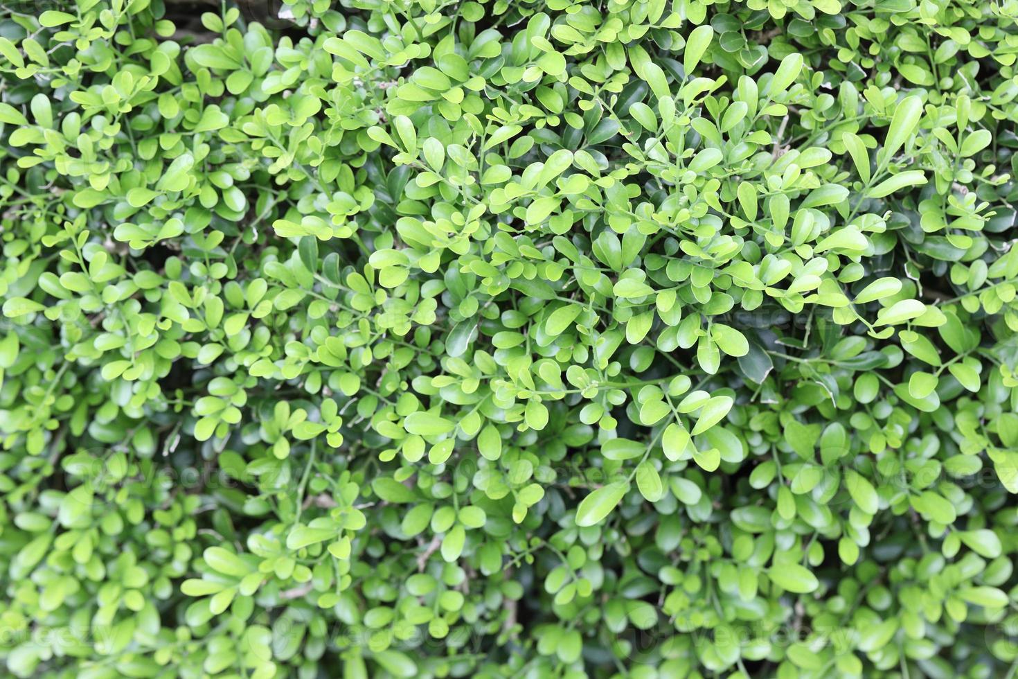 il fiore a quadrilatero foto