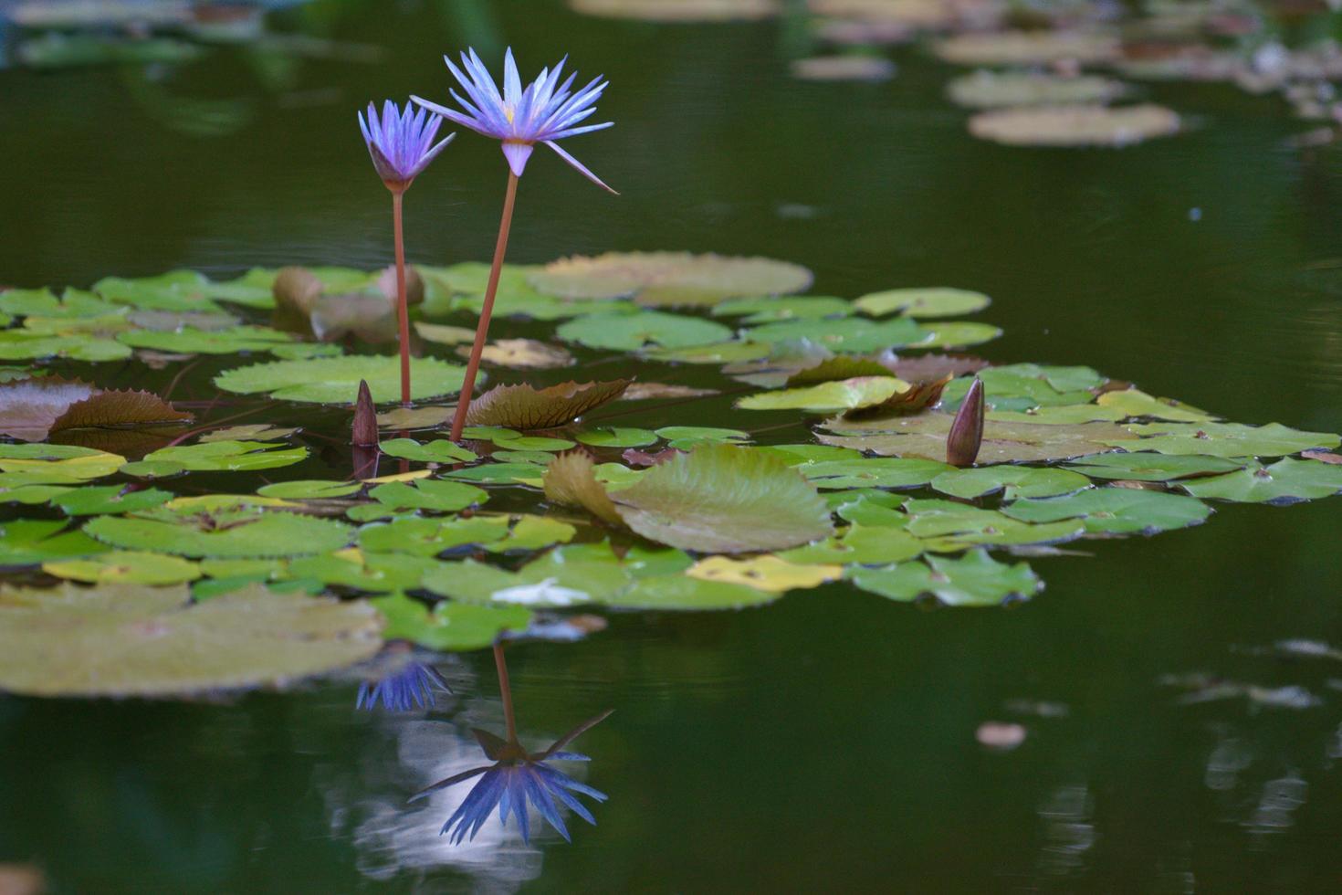 fiori viola gigli sopra la superficie foto