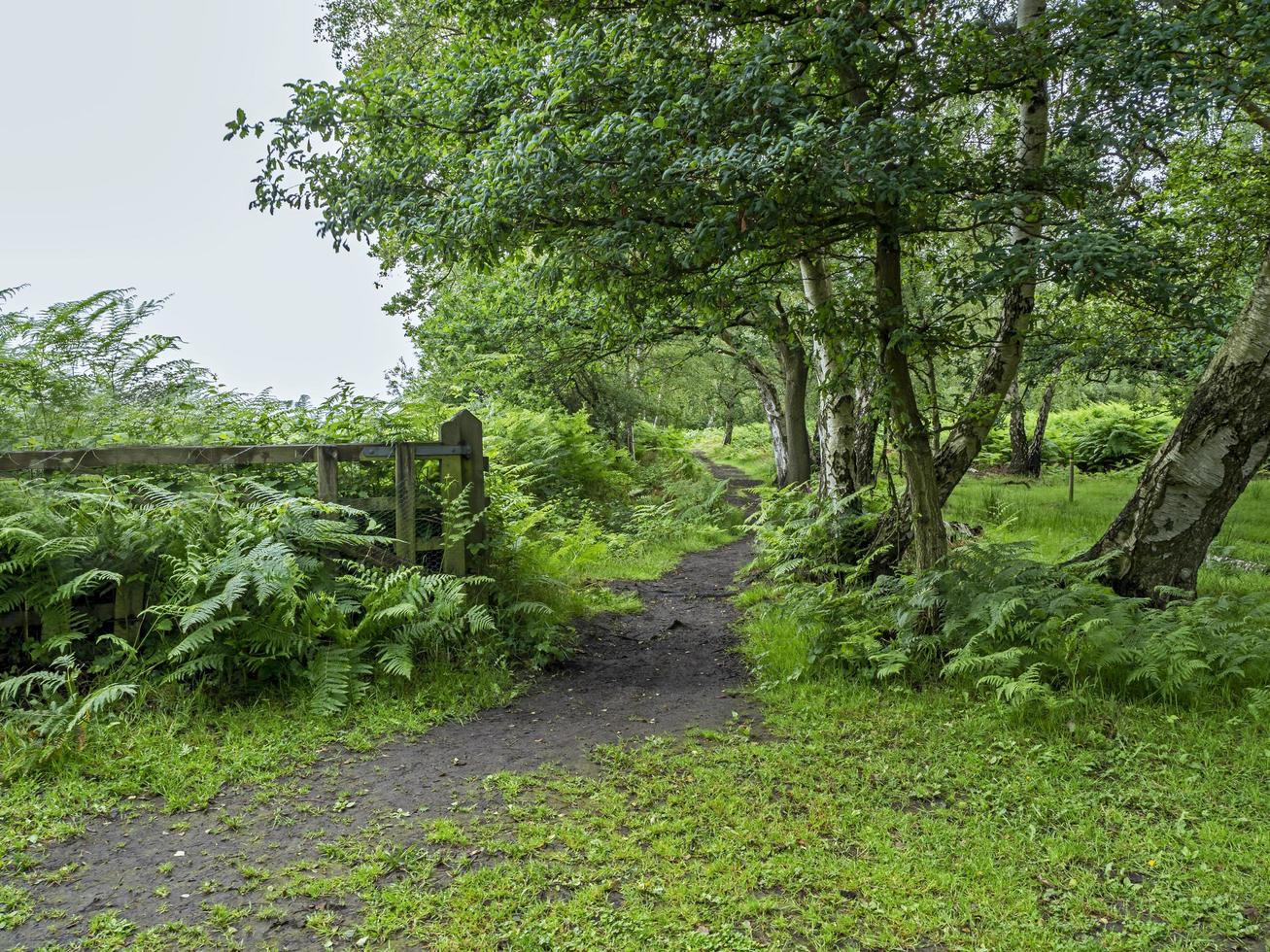 sentiero a skipwith common, North Yorkshire, Inghilterra foto