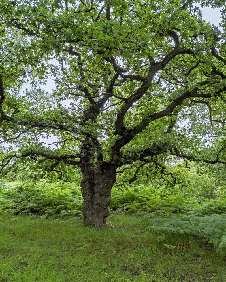 antica quercia con fogliame verde estivo foto