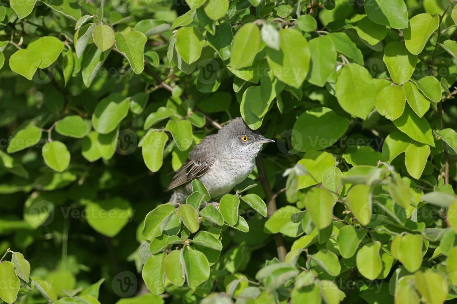 Sylvia nissoria sbarrato uccello canoro foto