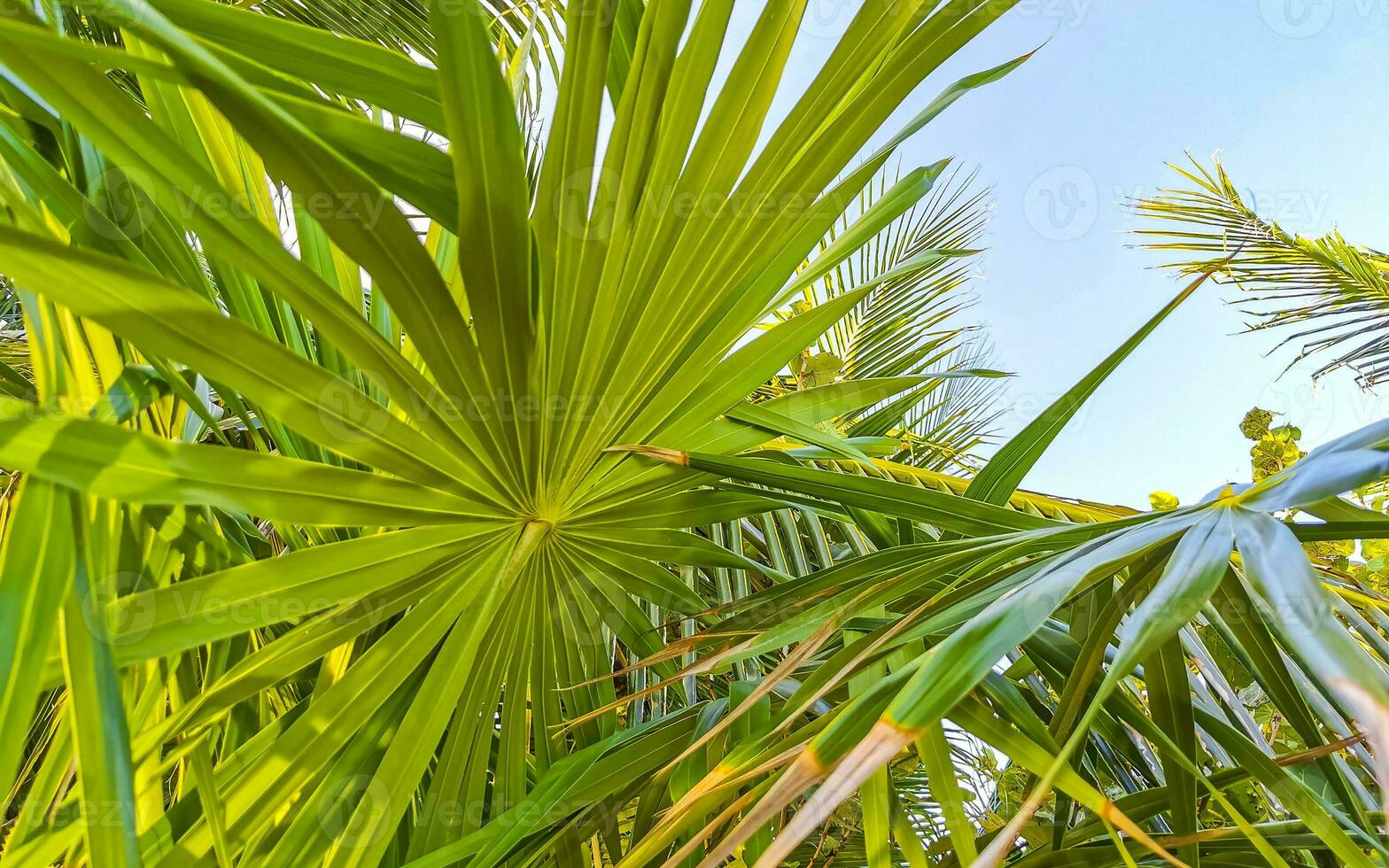 tropicale verde esotico caraibico maya chit palma palme foresta pluviale Messico. foto