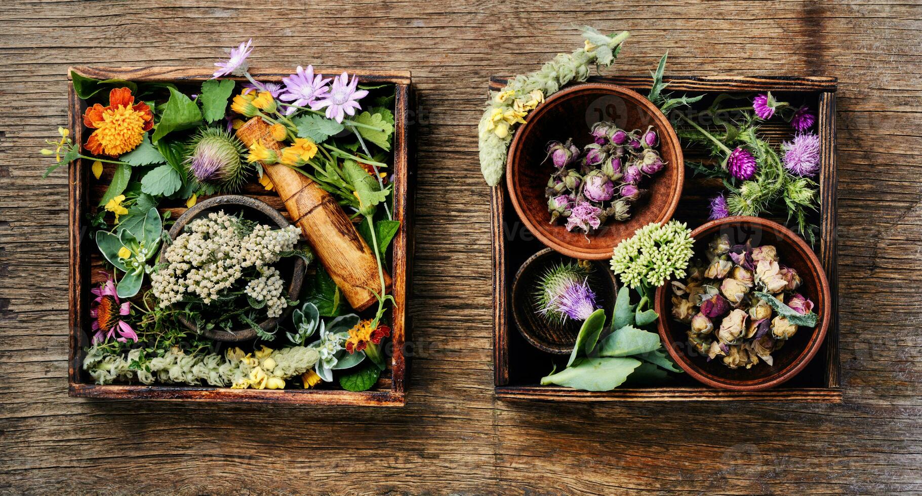 erbe aromatiche medicina fiori foto