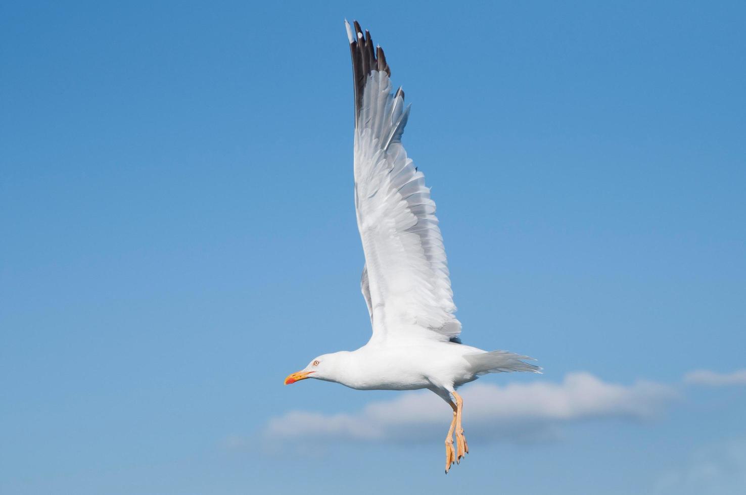 primo piano di un gabbiano in volo. cielo blu foto