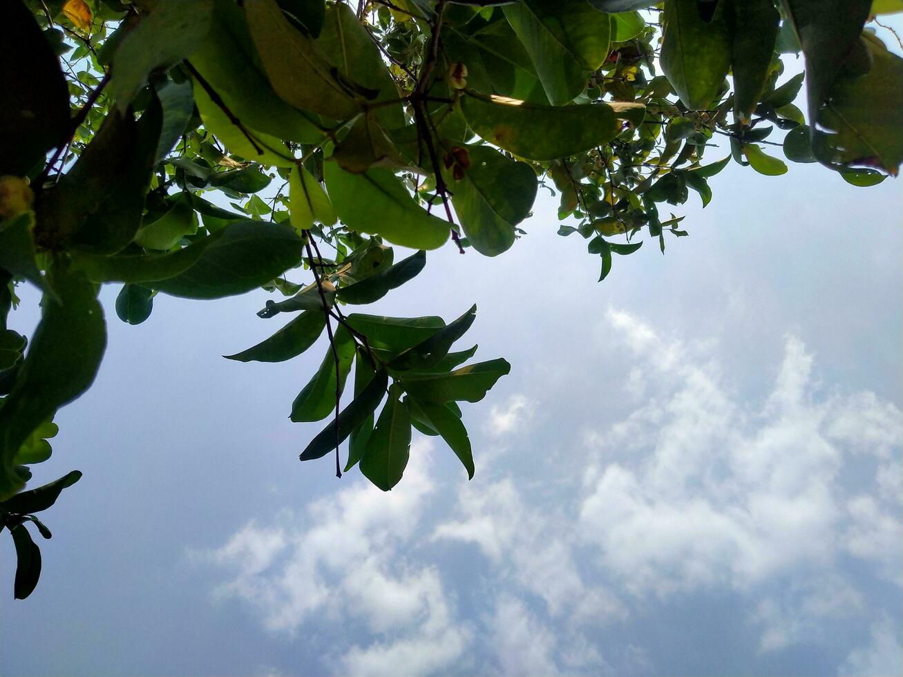 Visualizza di il cielo quando visto a partire dal sotto un' albero durante il giorno. foto