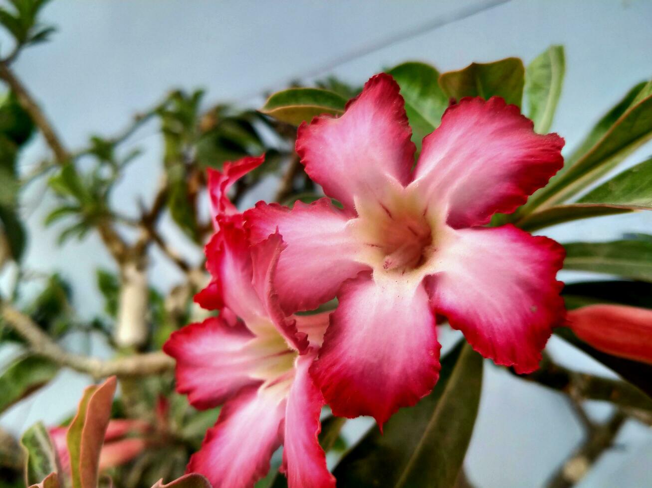 frangipani fiori avere molto bellissimo colori. foto