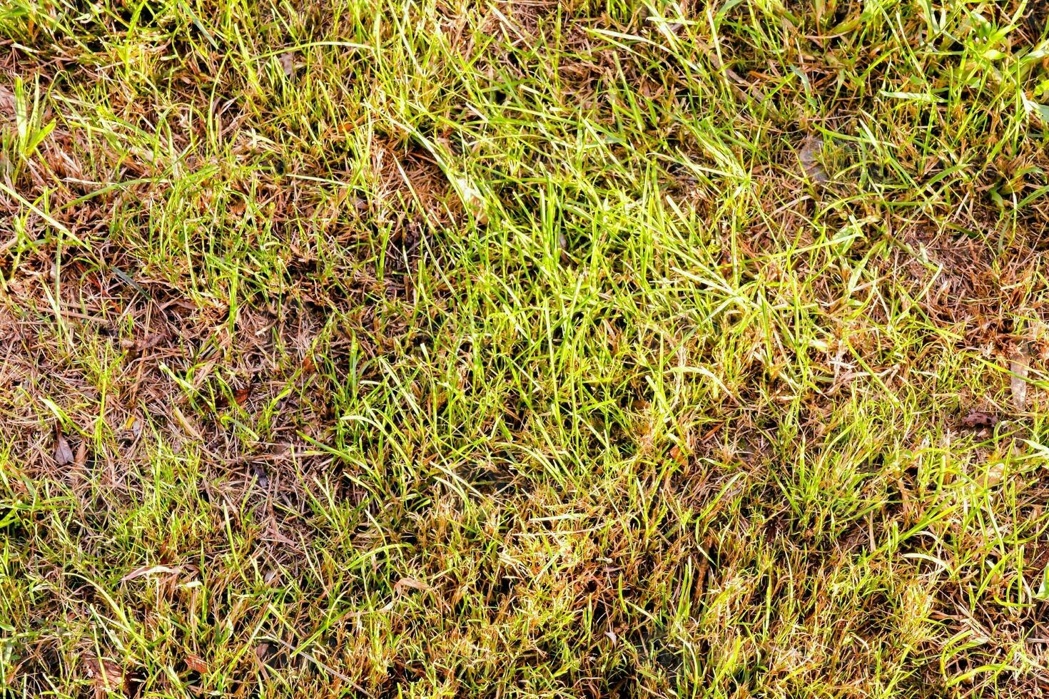 un' vicino su di un' erboso campo con alcuni erbacce foto