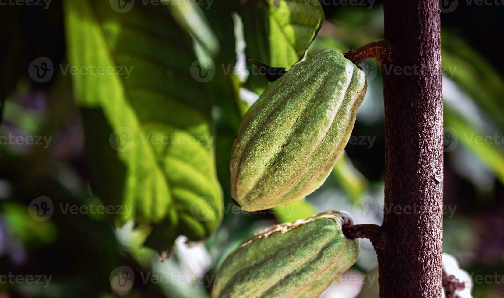 verde cacao baccelli crescere su alberi. il cacao albero Theobroma cacao con frutta, crudo cacao cacao albero pianta frutta piantagione foto