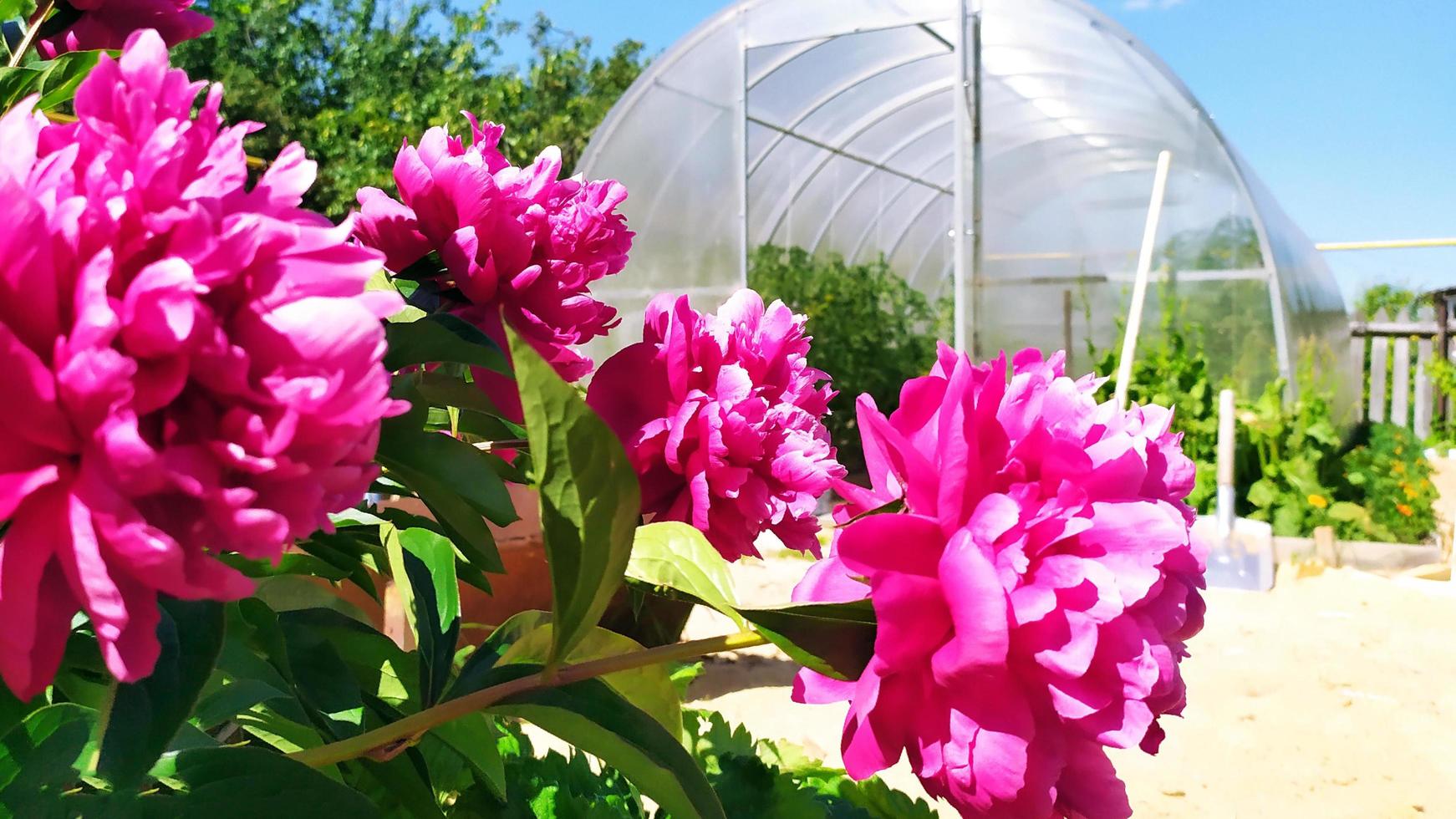 primo piano di spugna di peonia fiore. cespuglio di peonia rossa sullo sfondo foto