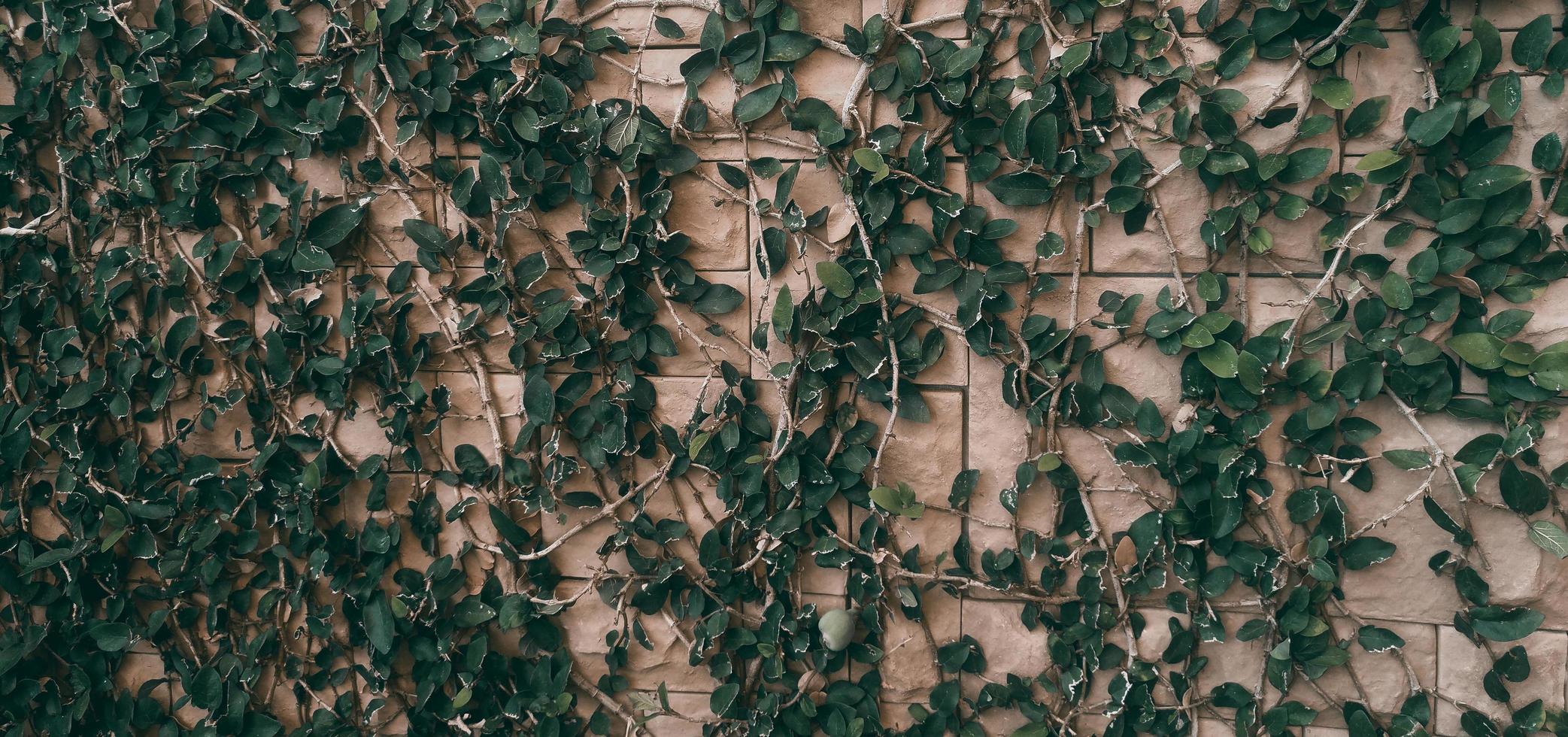 foglia di edera verde tropicale su sfondo muro di mattoni, tema tono scuro foto