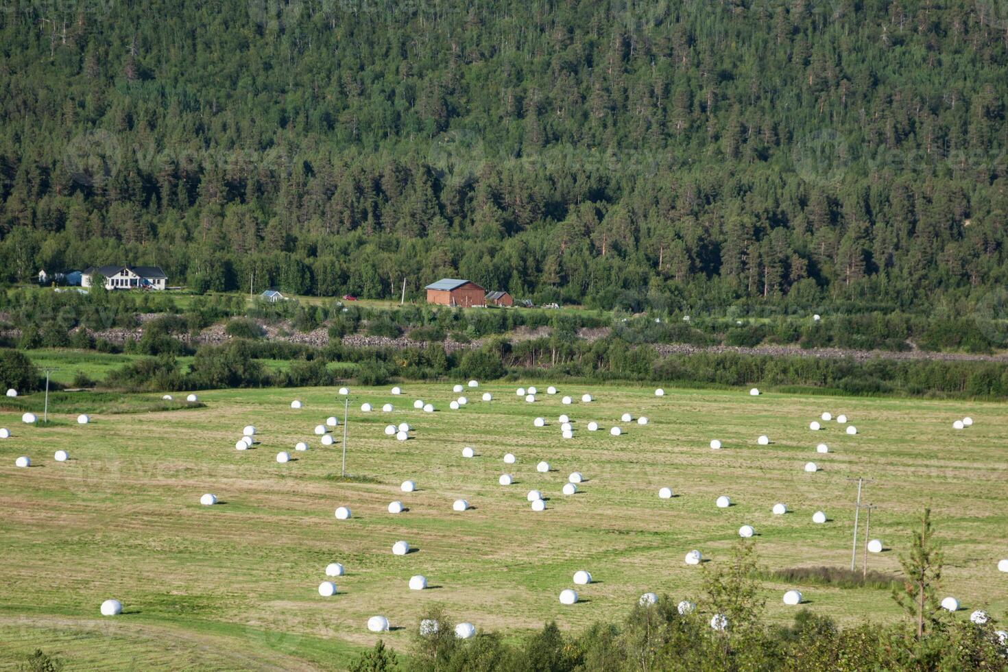 gruppi di cannuccia su il campo dopo raccogliere nel Norvegia foto