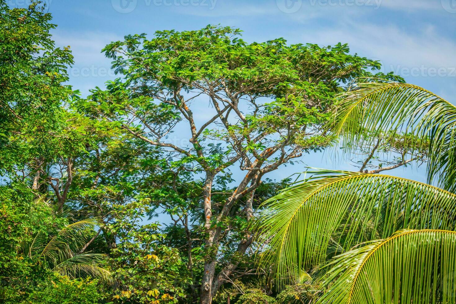 giungla foresta. tropicale alberi nel Tailandia, Asia foto