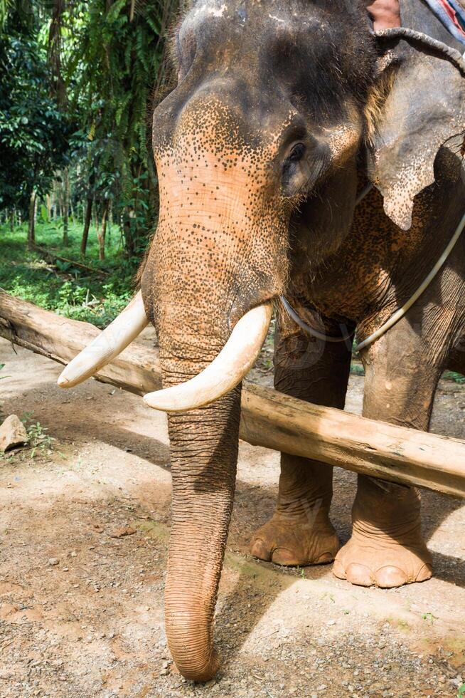 elefante nel Tailandia foto