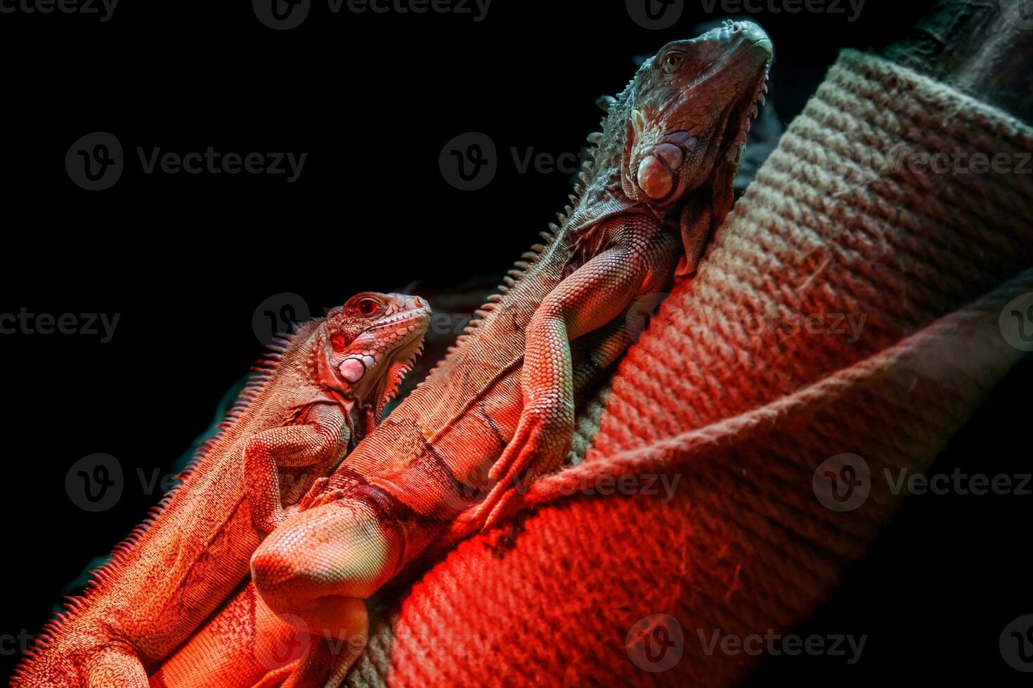 bellissimo iguana lucertola foto