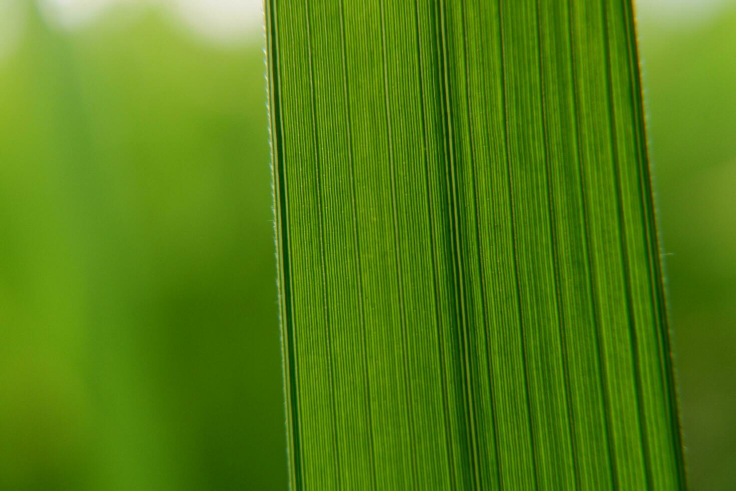 foglia consistenza,pieno telaio tiro di verde foglia foto