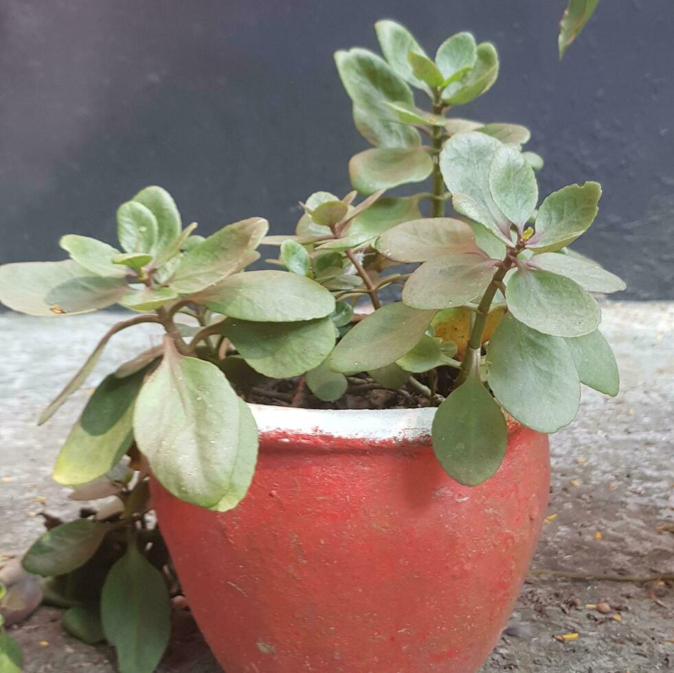 kalanchoe. pianta. della vedova brivido. succulento pianta ,kalanchoe fedtschenkoi variegata tricolore lavanda scaloppine ,grigio-verde per viola le foglie ,smerlato è un' arbusto formatura succulento con pianta. foto