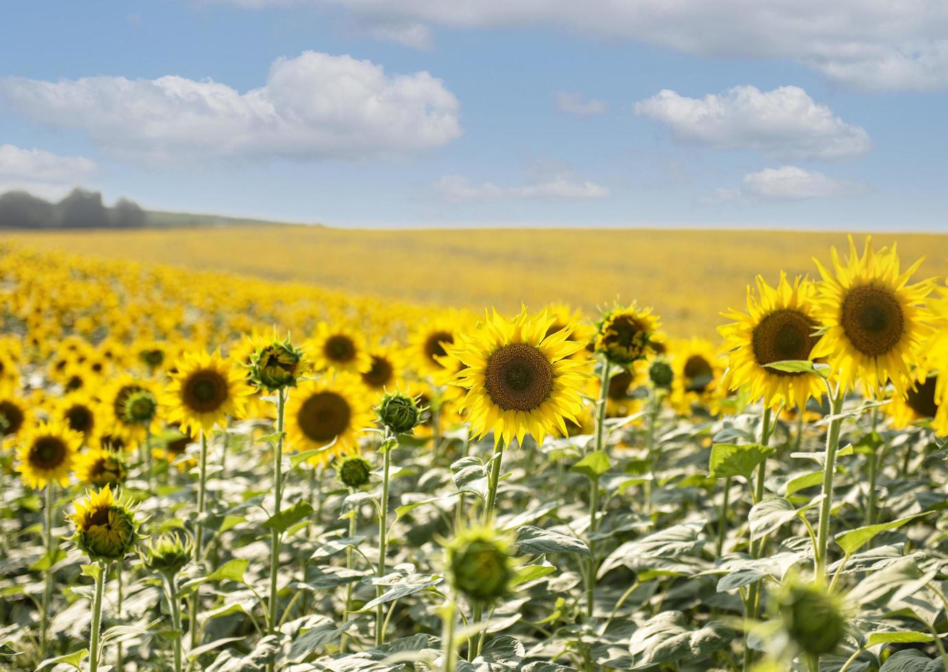 bellissimi girasoli nel campo, sfondo naturale foto