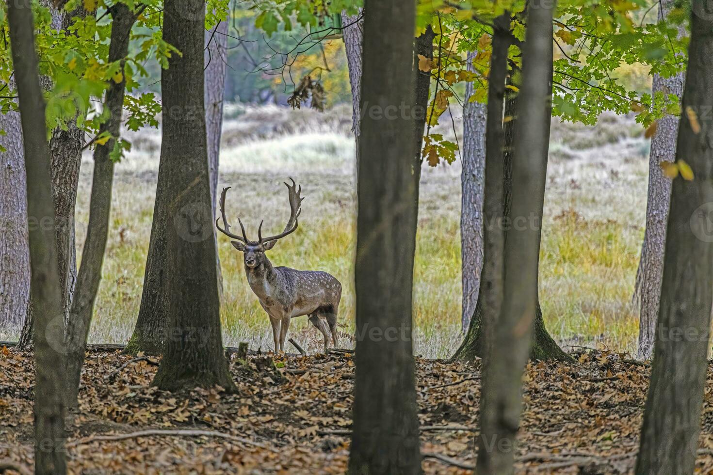 immagine di un' cervo con grande corna nel un' Tedesco foresta foto