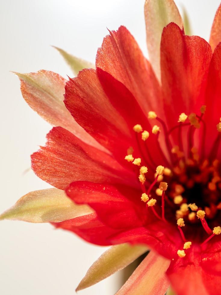 petalo delicato di colore rosso con soffice peloso di fiore di cactus echinopsis foto