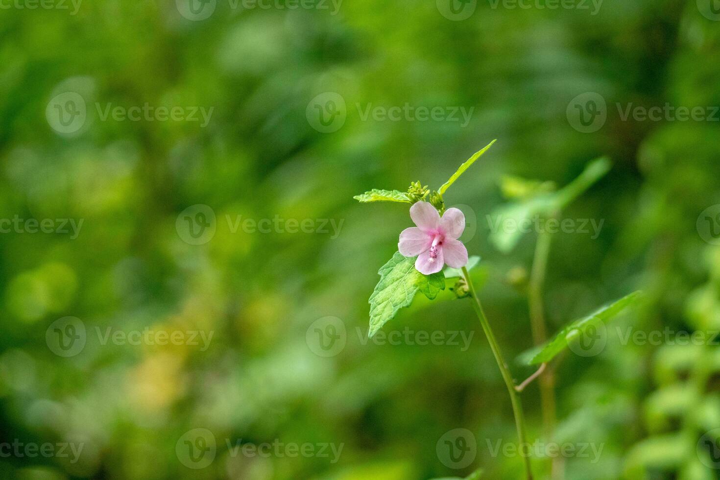 urena lobata o rosa pulutan fiori fioritura meravigliosamente nel il foresta foto