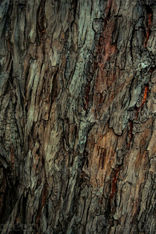 ai generato deciduo albero abbaio. strutturale sfondo foto