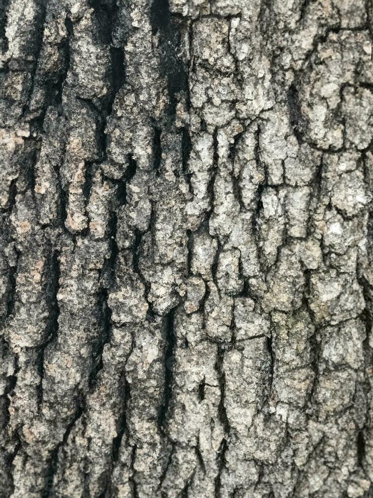 ai generato deciduo albero abbaio. strutturale sfondo foto