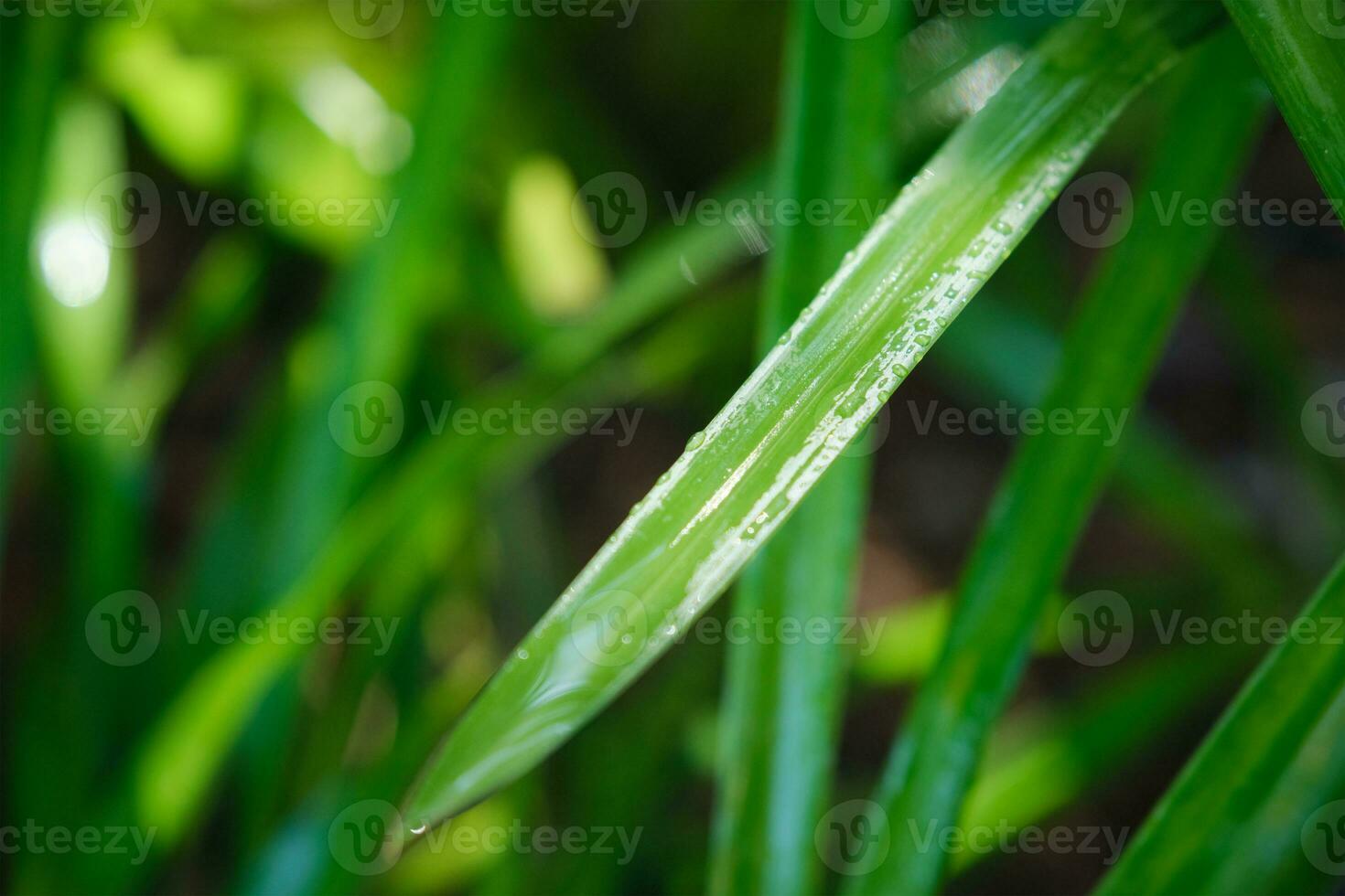 lussureggiante verde erba le foglie con gocce di acqua rugiada goccioline nel il vento nel mattina foto