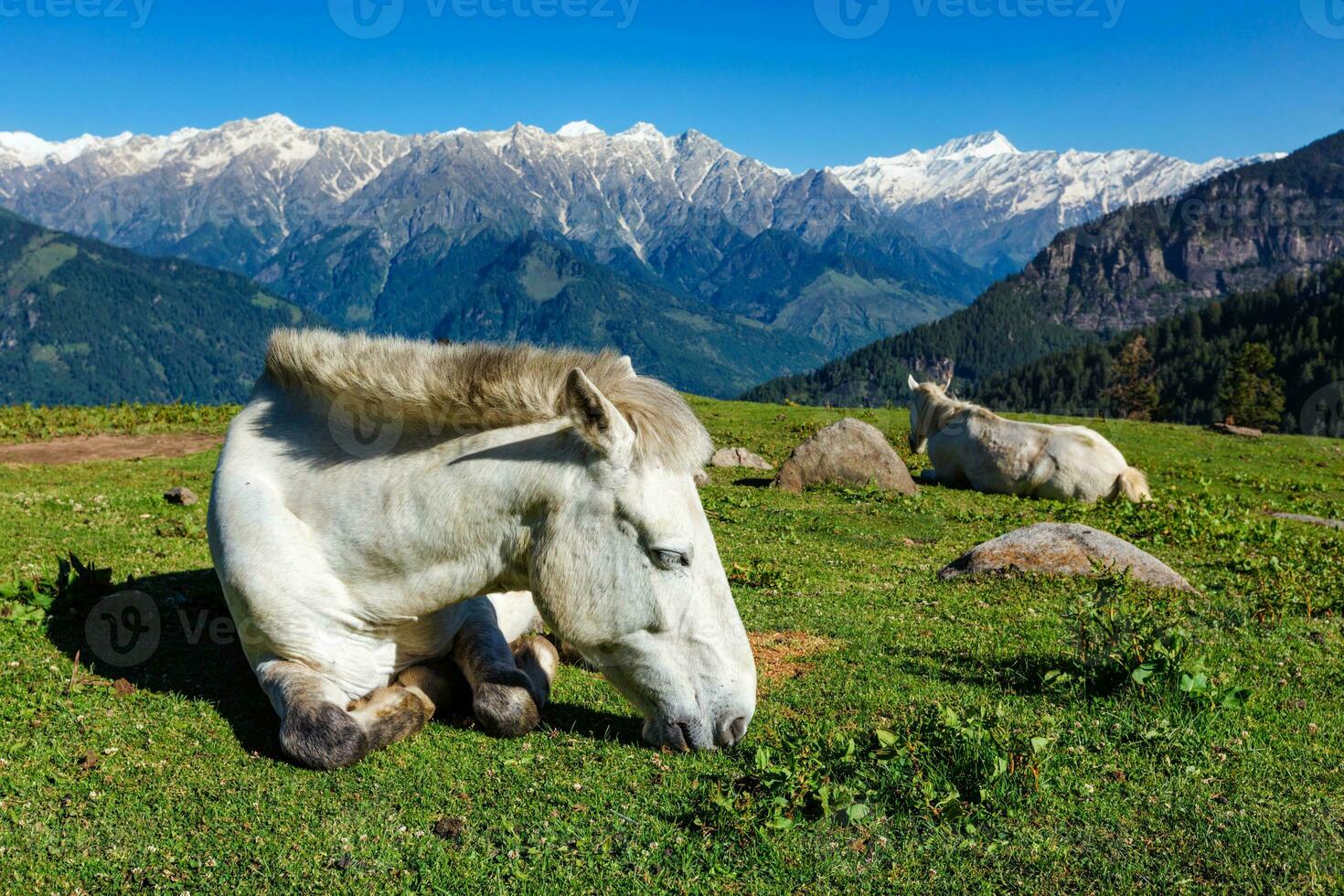 cavalli nel montagne. himachal pradesh, India foto