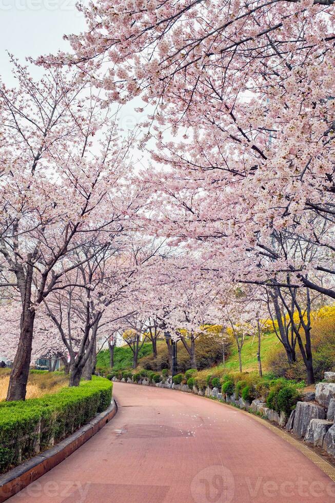 fioritura sakura ciliegia fiorire vicolo nel parco foto
