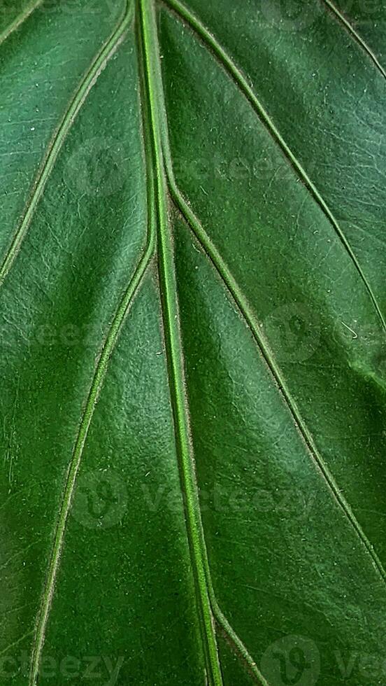 un' vicino su di un' verde foglia con un' pochi vene foto