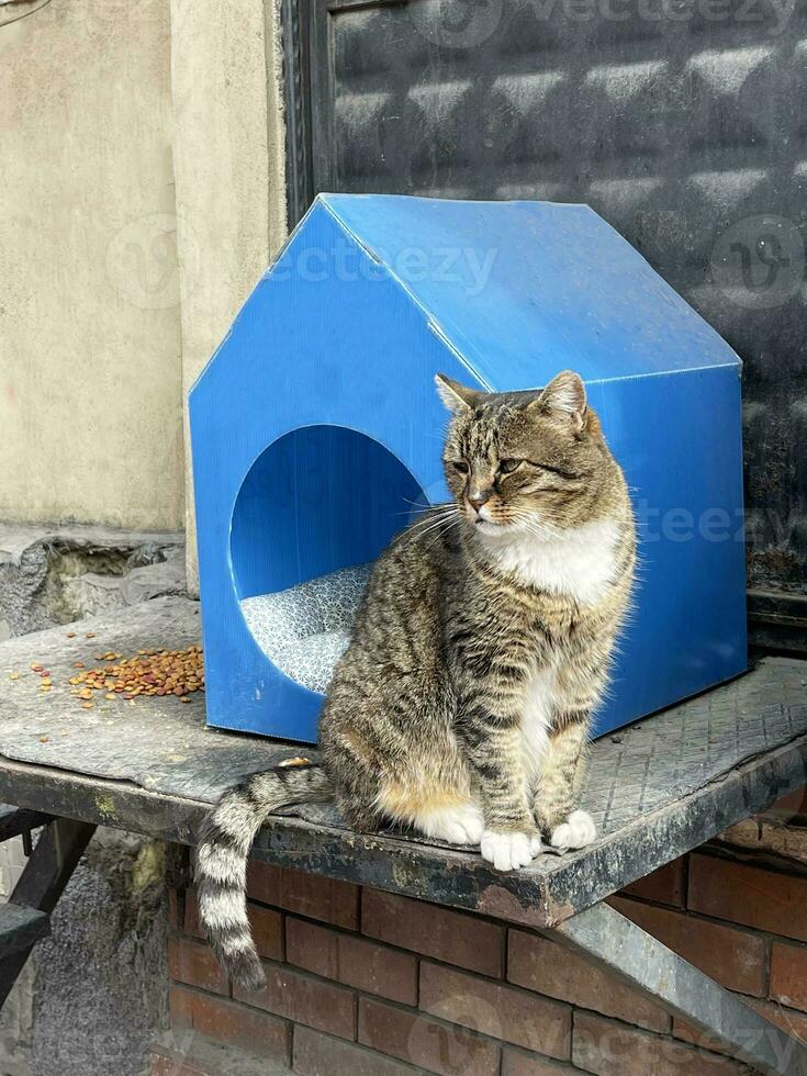 strada gatto si siede vicino il suo Casa nel Istanbul, tacchino foto