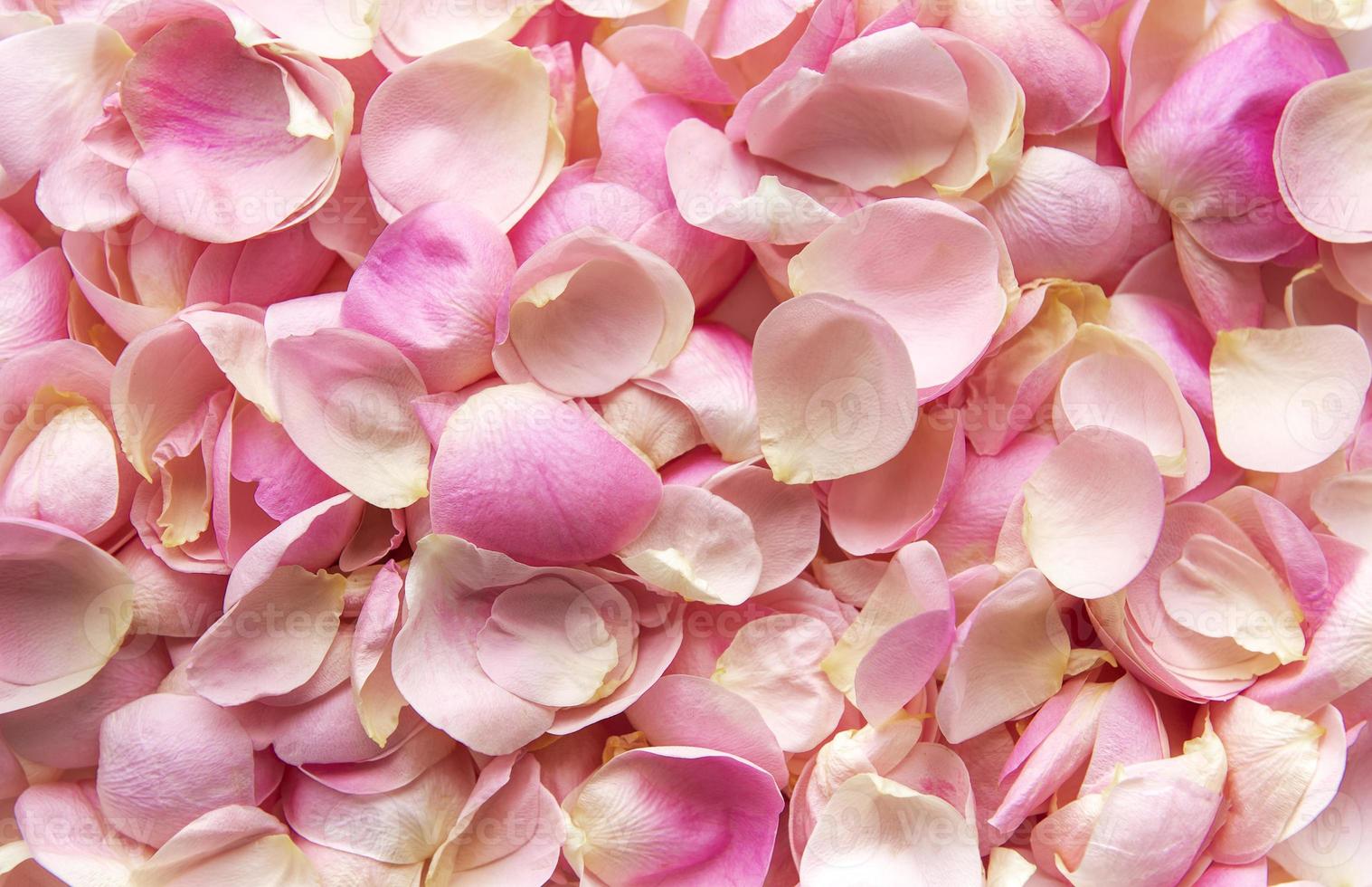 sfondo di petali di rose rosa foto